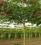 Echter Rotdorn - Crataegus laevigata 'Paul's Scarlet' - Formgehölze