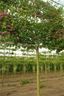 Echter Rotdorn - Crataegus laevigata 'Paul's Scarlet' - Formgehölze