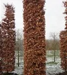 Rotbuche - Fagus sylvatica - Formgehölze