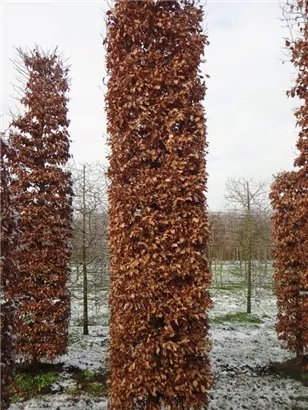 Rotbuche - Fagus sylvatica - Formgehölze