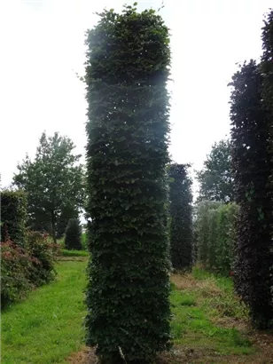 Rotbuche - Fagus sylvatica - Formgehölze
