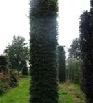 Rotbuche - Fagus sylvatica - Formgehölze