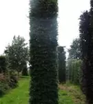 Rotbuche - Fagus sylvatica - Formgehölze