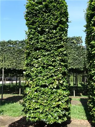 Rotbuche - Fagus sylvatica - Formgehölze