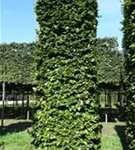 Rotbuche - Fagus sylvatica - Formgehölze