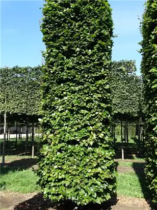 Rotbuche - Fagus sylvatica - Formgehölze
