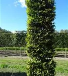 Rotbuche - Fagus sylvatica - Formgehölze