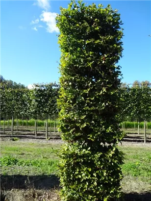 Rotbuche - Fagus sylvatica - Formgehölze