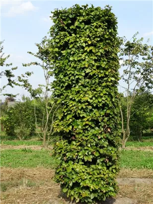 Rotbuche - Fagus sylvatica - Formgehölze
