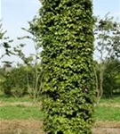 Rotbuche - Fagus sylvatica - Formgehölze