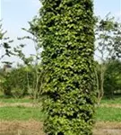 Rotbuche - Fagus sylvatica - Formgehölze