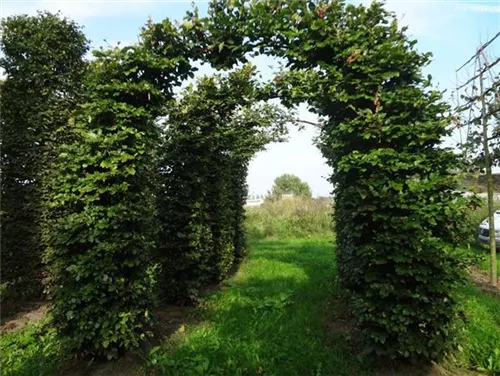 Rotbuche - Fagus sylvatica - Formgehölze
