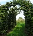 Rotbuche - Fagus sylvatica - Formgehölze