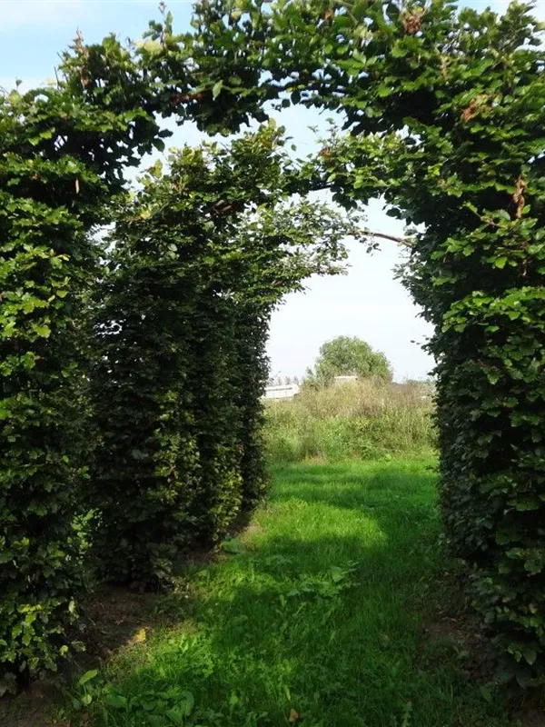 Rotbuche - Fagus sylvatica - Formgehölze