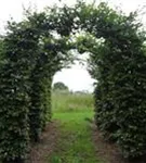 Rotbuche - Fagus sylvatica - Formgehölze