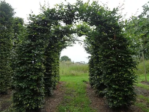 Rotbuche - Fagus sylvatica - Formgehölze