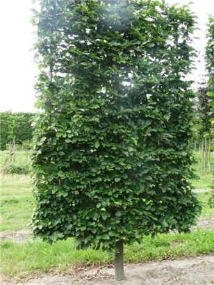 Rotbuche - Fagus sylvatica - Formgehölze