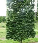 Rotbuche - Fagus sylvatica - Formgehölze