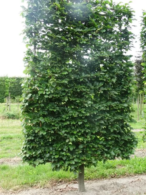 Rotbuche - Fagus sylvatica - Formgehölze