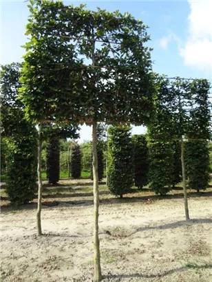 Rotbuche - Fagus sylvatica - Formgehölze