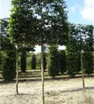 Rotbuche - Fagus sylvatica - Formgehölze