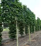 Rotbuche - Fagus sylvatica - Formgehölze