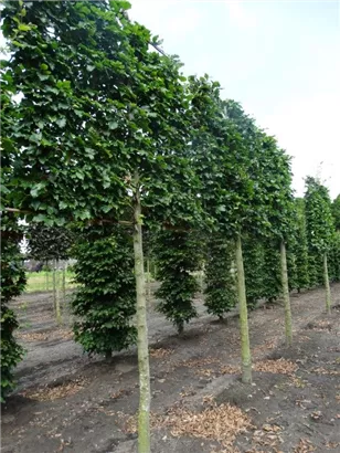 Rotbuche - Fagus sylvatica - Formgehölze