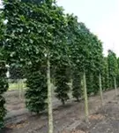 Rotbuche - Fagus sylvatica - Formgehölze