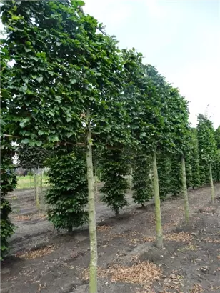 Rotbuche - Fagus sylvatica - Formgehölze
