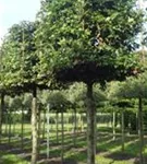 Rotbuche - Fagus sylvatica - Formgehölze