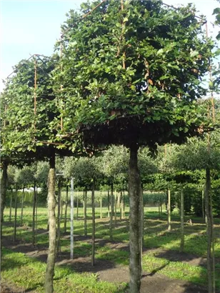 Rotbuche - Fagus sylvatica - Formgehölze