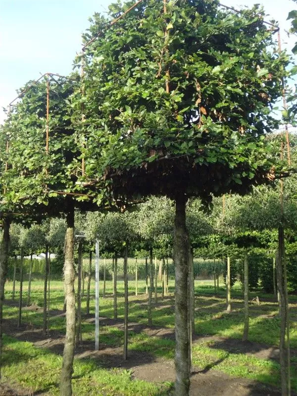 Rotbuche - Fagus sylvatica - Formgehölze Rotbuche - Fagus sylvatica - Formgehölze