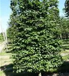 Rotbuche - Fagus sylvatica - Formgehölze