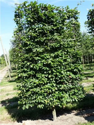 Rotbuche - Fagus sylvatica - Formgehölze