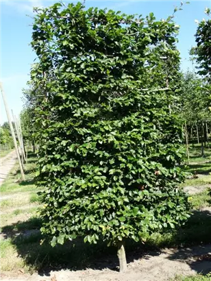 Rotbuche - Fagus sylvatica - Formgehölze