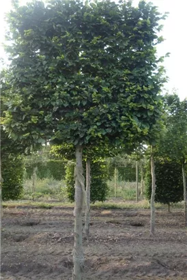 Rotbuche - Fagus sylvatica - Formgehölze