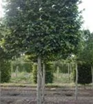 Rotbuche - Fagus sylvatica - Formgehölze