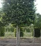 Rotbuche - Fagus sylvatica - Formgehölze