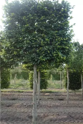 Rotbuche - Fagus sylvatica - Formgehölze