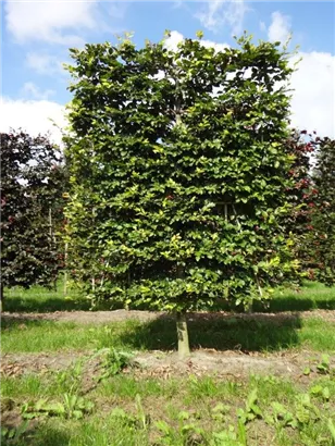 Rotbuche - Fagus sylvatica - Formgehölze