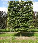 Rotbuche - Fagus sylvatica - Formgehölze