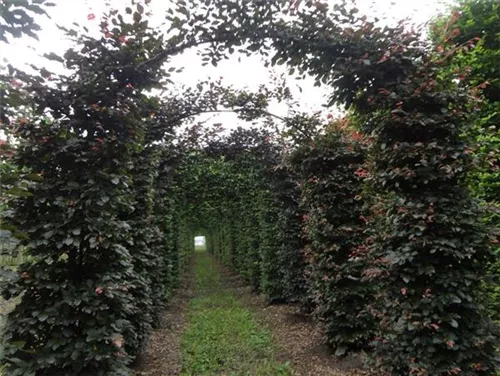 Blutbuche Veredelung - Fagus sylvatica 'Atropunicea' - Formgehölze