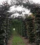 Blutbuche Veredelung - Fagus sylvatica 'Atropunicea' - Formgehölze