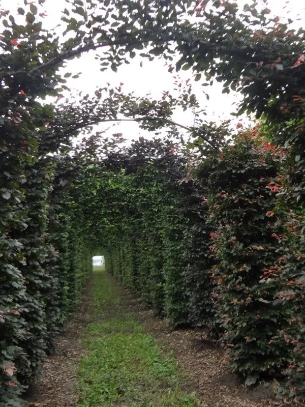 Blutbuche Veredelung - Fagus sylvatica 'Atropunicea' - Formgehölze