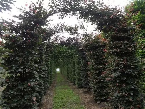 Blutbuche Veredelung - Fagus sylvatica 'Atropunicea' - Formgehölze