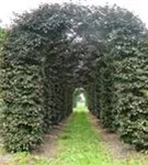 Blutbuche Veredelung - Fagus sylvatica 'Atropunicea' - Formgehölze