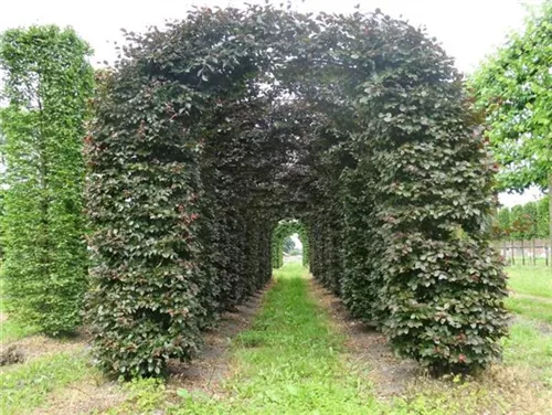 Blutbuche Veredelung - Fagus sylvatica 'Atropunicea' - Formgehölze