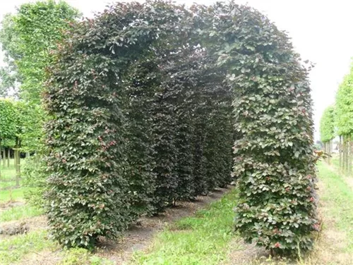 Blutbuche Veredelung - Fagus sylvatica 'Atropunicea' - Formgehölze