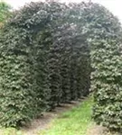 Blutbuche Veredelung - Fagus sylvatica 'Atropunicea' - Formgehölze