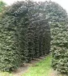Blutbuche Veredelung - Fagus sylvatica 'Atropunicea' - Formgehölze